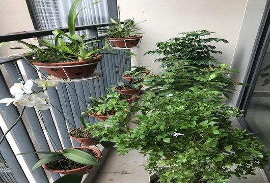 2BR apartment for rent in Vinhomes Ocean Park | 500 USD